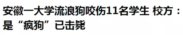 大学生在宿舍养猪被通报批评：因猪长太大被发现