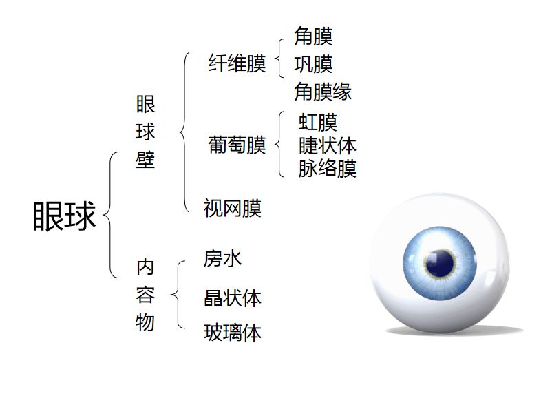 眼球的基本结构示意图（图文讲解眼球的生理构造）