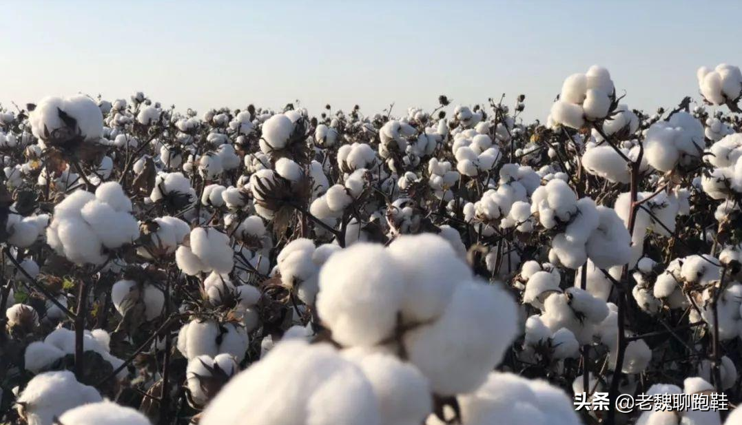 没了耐克阿迪，这日子还能过吗？大环境之下，我们消费者怎么做？