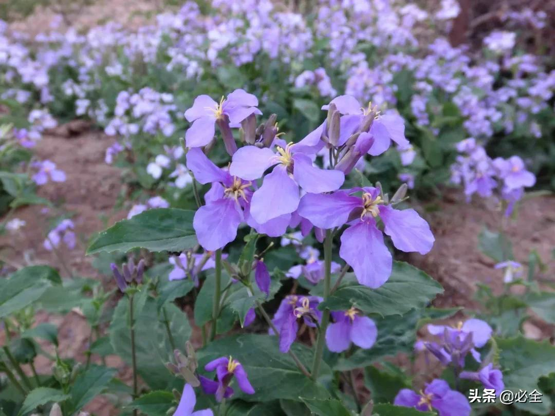 洒金珊瑚的功效与作用（北方常见园林植物合集）