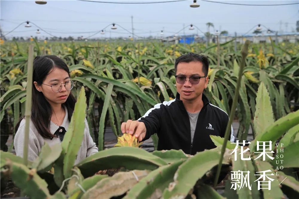 没钱别碰，这波土豪们主导的火龙果浪潮还能浪多久？