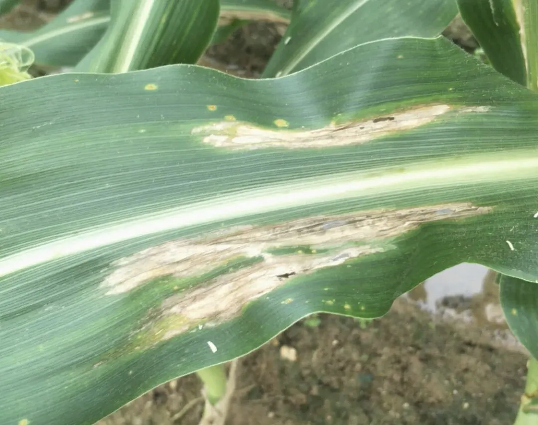 玉米叶部常见病害合集,田间高清图片,防治方案也齐备啦