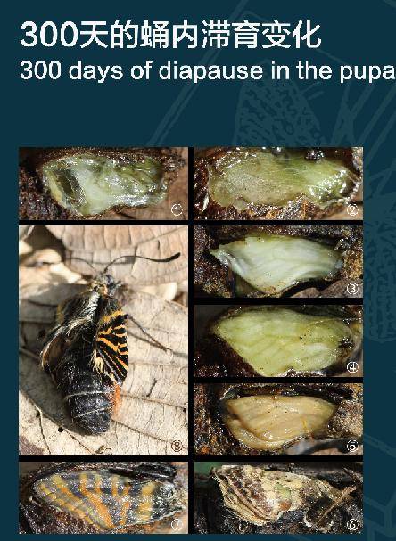 國寶 蝴蝶的一生 300多天潛藏 換來天華麗 綻放 Me前沿