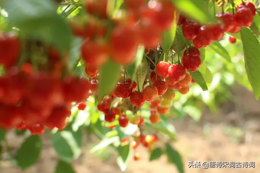 流光容易把人抛，红了樱桃，绿了芭蕉