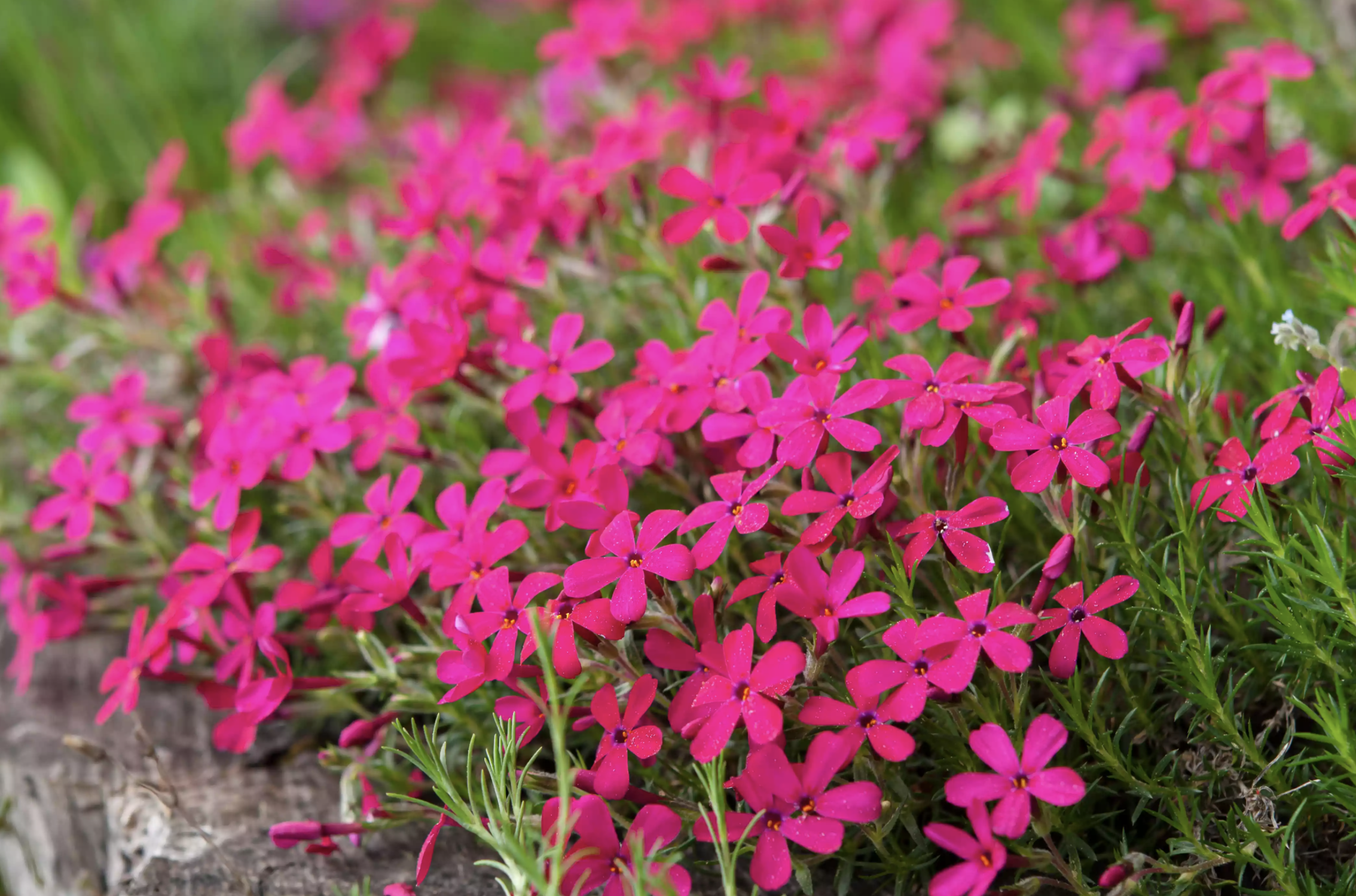 针叶天蓝绣球9,网脉鸢尾它是鸢尾科中的一种,花朵比较娇小,高约15厘米