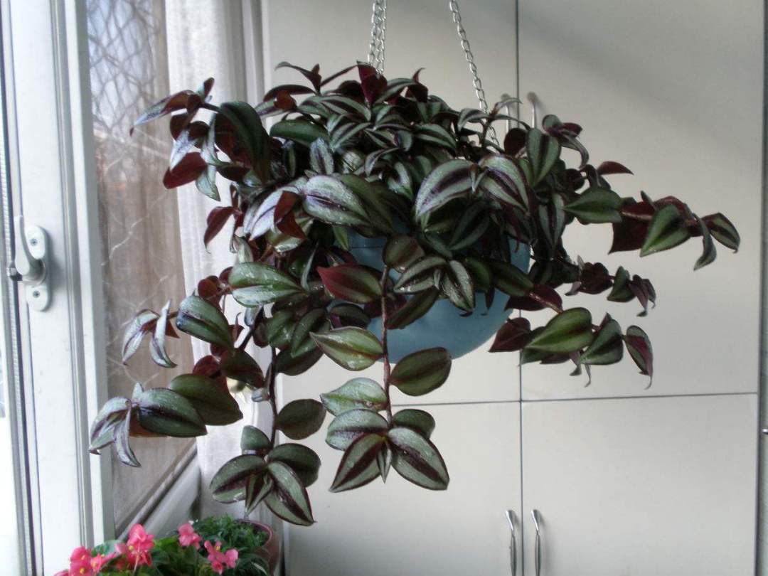 家里养上一盆吊竹梅(家里养上一盆吊竹梅好吗) - 趣味头条