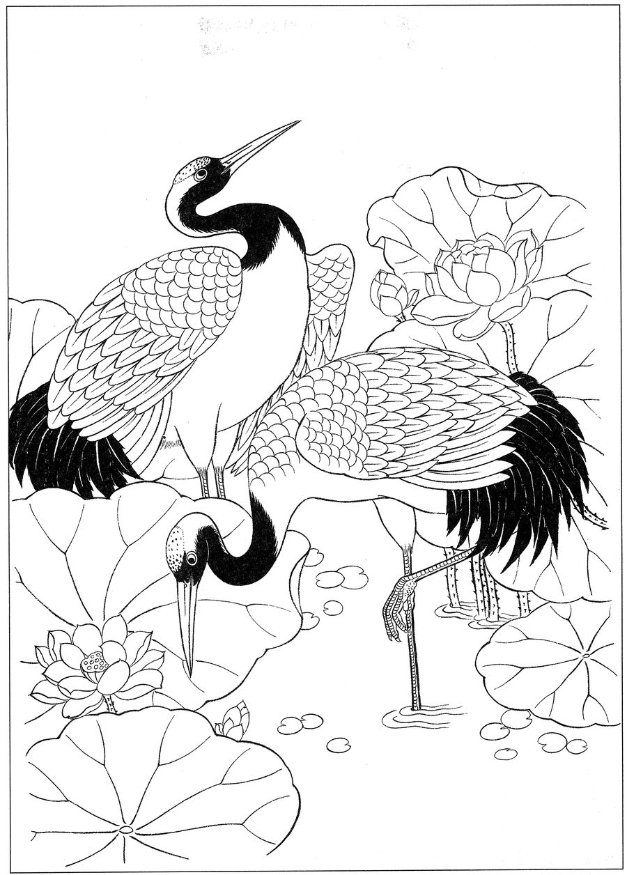 仙鹤高清白描线稿图片下载19幅