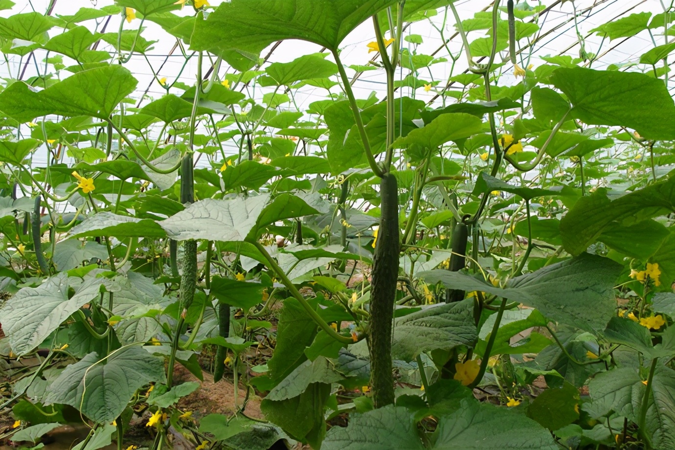 好好的黄瓜咋就发苦了，啥因素影响？怎么做才能减少苦味？