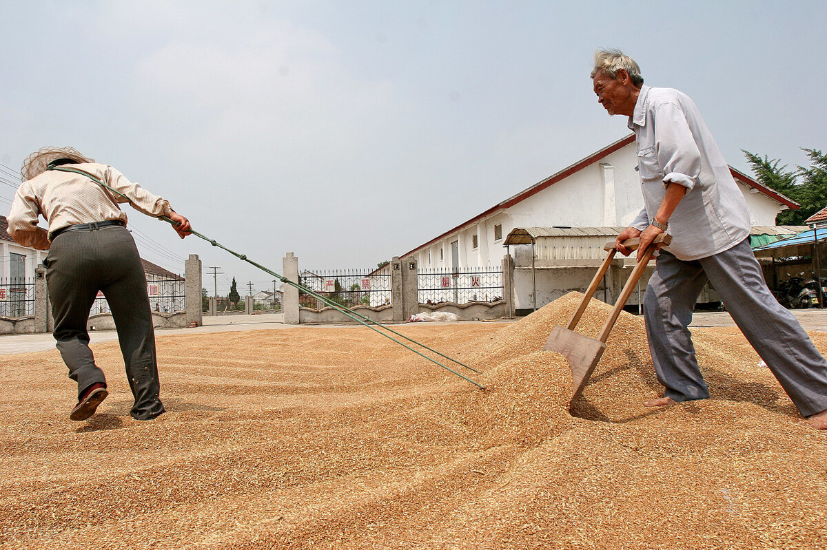 农村人关于收小麦的谚语,每句都很有智慧