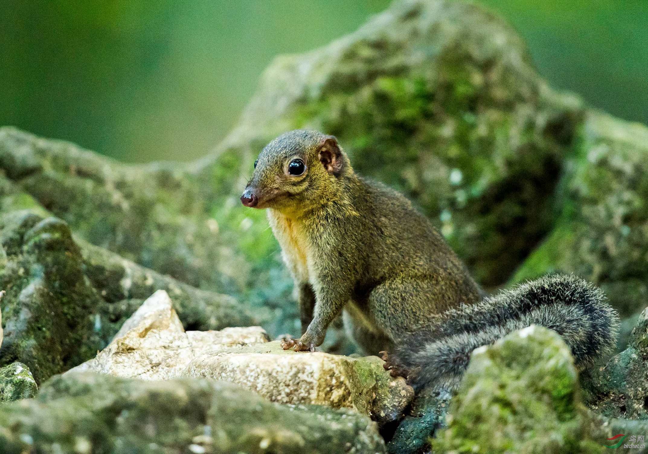 长吻松鼠又名"红嘴老鼠",长吻松鼠的习性和一般松鼠并没有多大差别