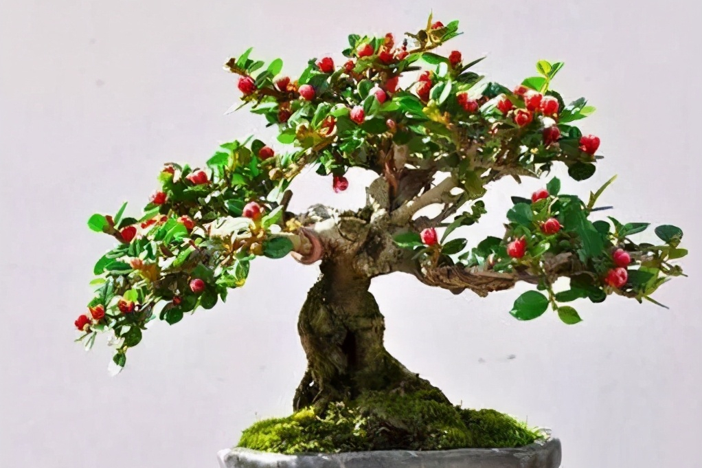 荀子下山桩的栽培方法,不能过分潮湿,遮阴养护