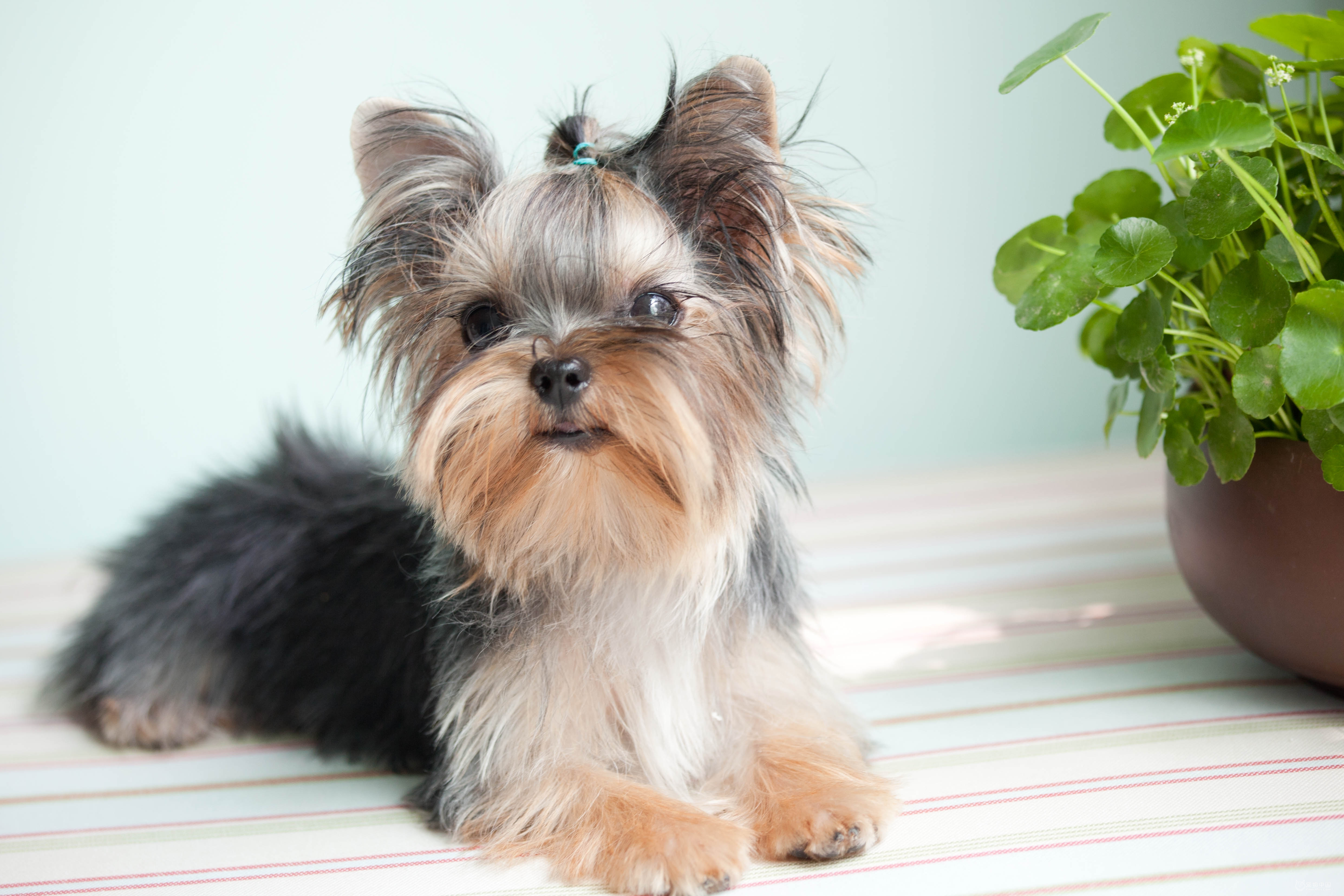 这6种狗,是小型犬中的颜值担当,你家狗子上榜了吗?