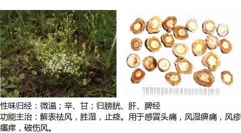 300个中草药图谱（附主治功效），知道一半就太牛了（上）