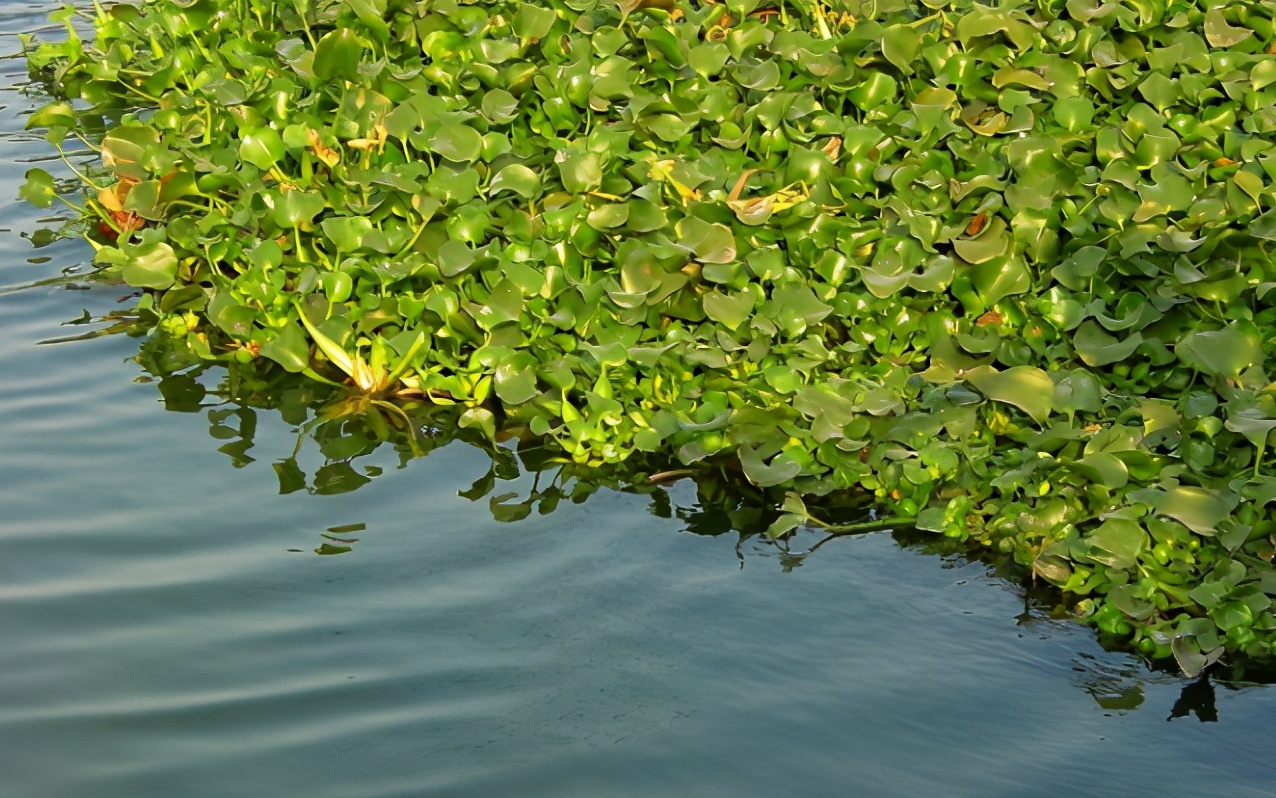 水浮莲图片(被称为) - 赤虎壹号