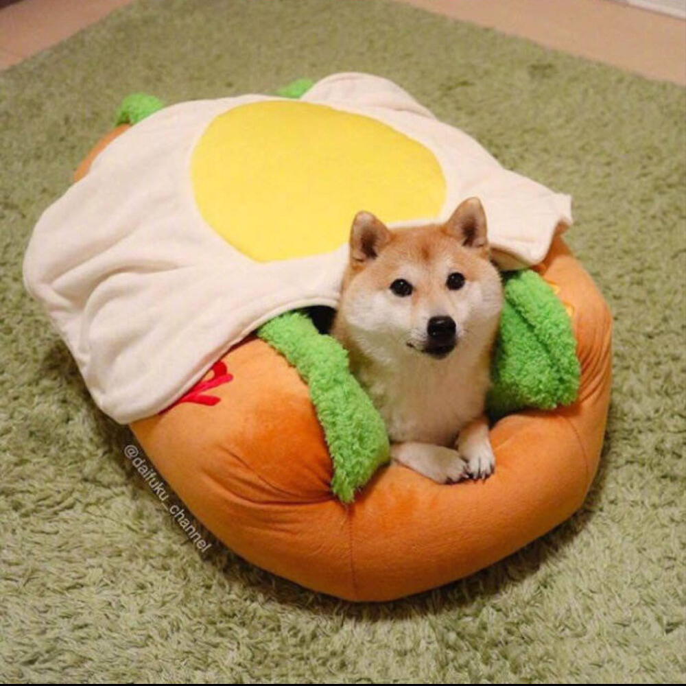 汪爸汪妈上岗培训课——教你如何正确饲养狗狗