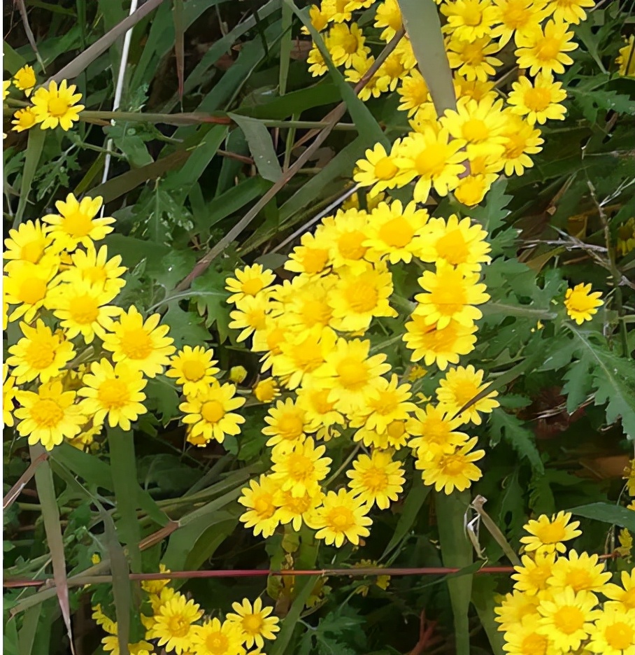 路边像菊花的野花图片