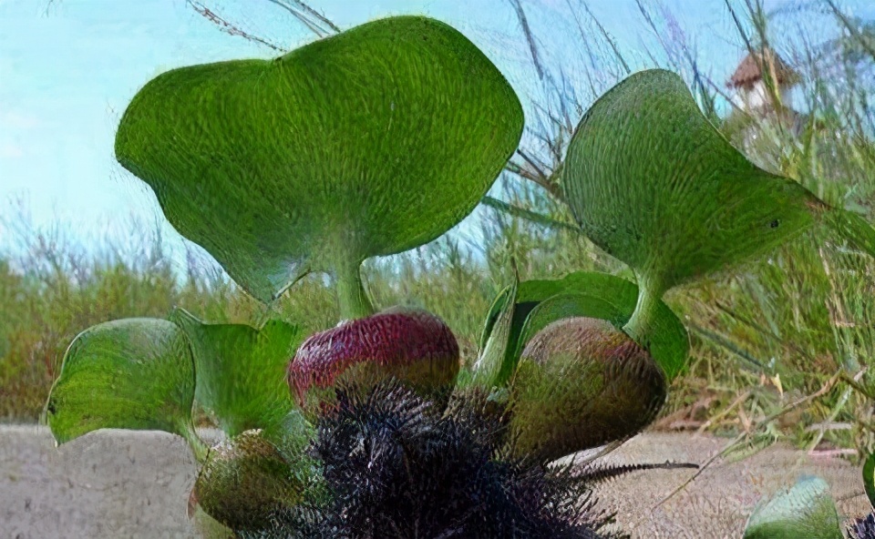 水葫蘆是什么植物,水葫蘆是什么植物類型
