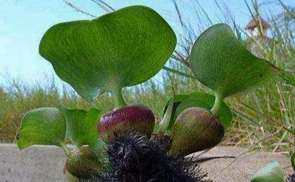 水葫芦是什么植物,水葫芦是什么植物类型