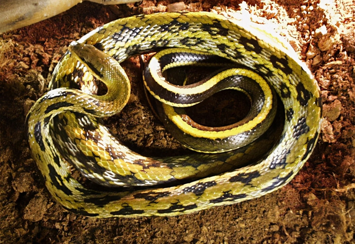 湖南常见的蛇图片