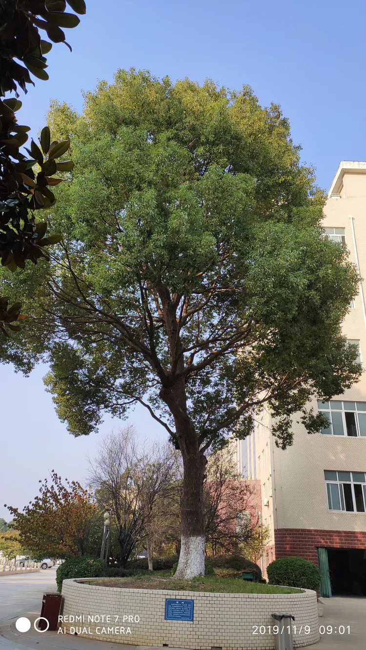 陪你一起看湖北省广水一中①——走进植物王国