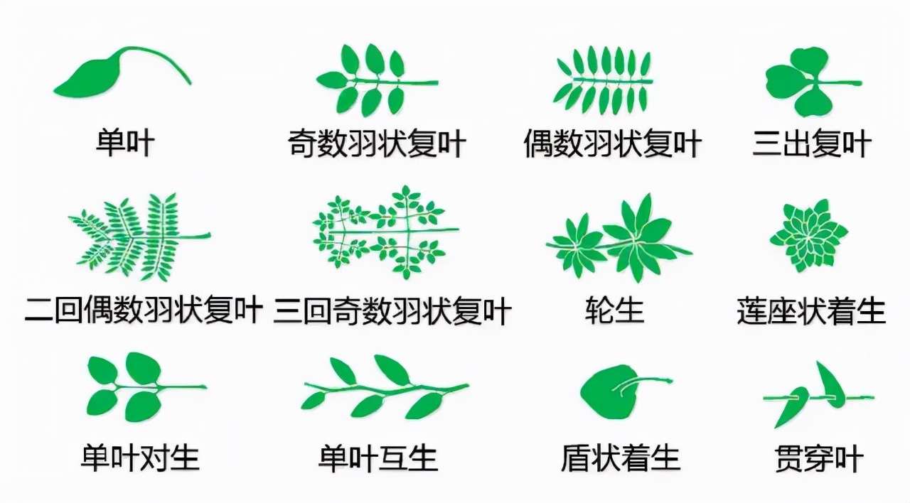 花的结构图大全（教科书般的植物形态图解）