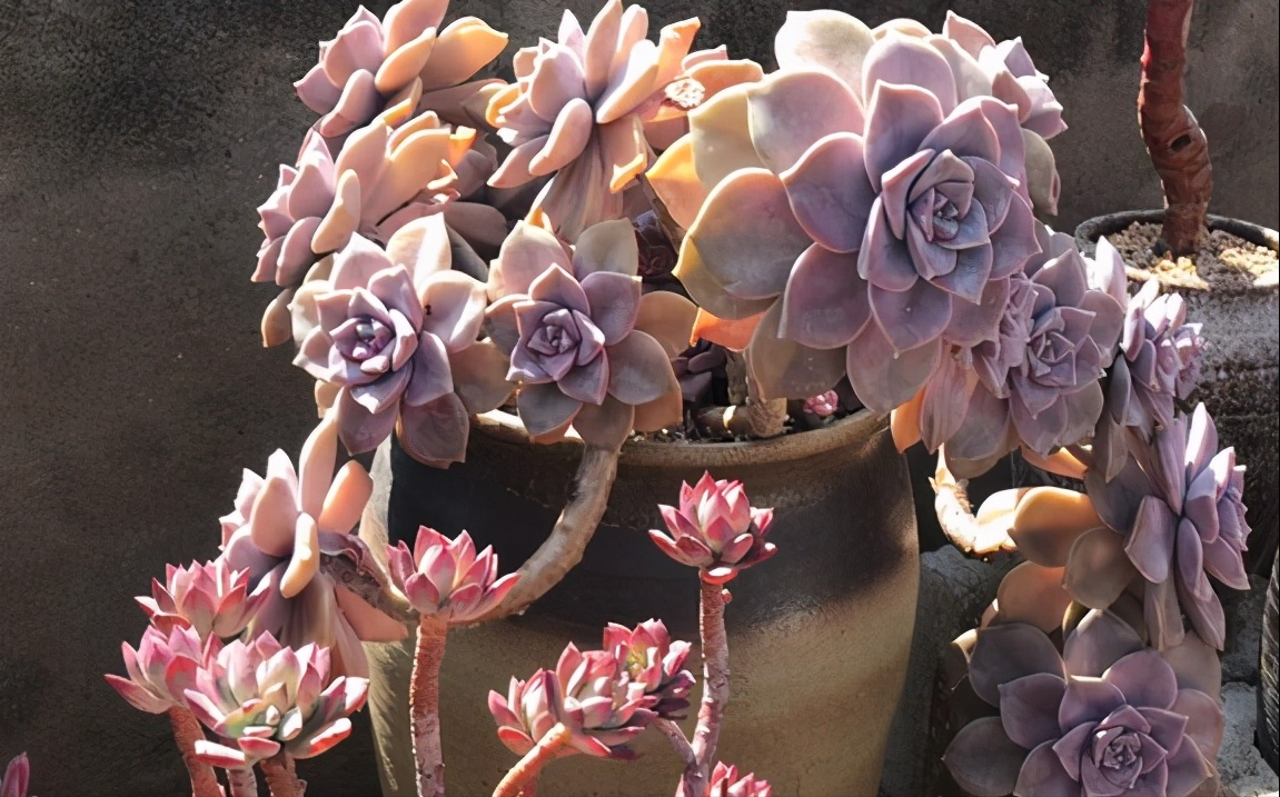 多肉紫气东来怎么养不容易死专业回答