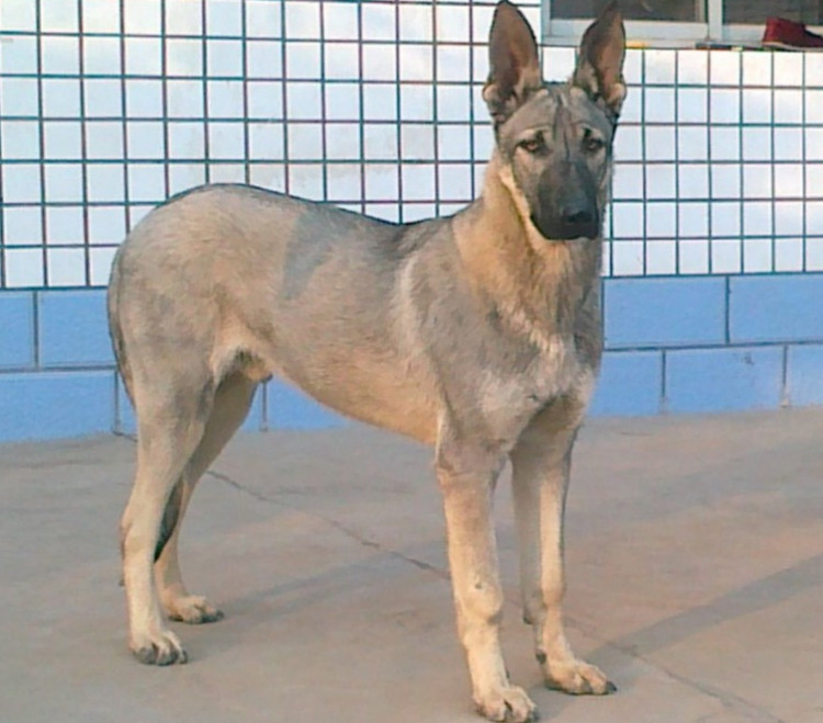 狼青是选用优良狼种犬杂交选育而成,具有典型狼种犬的体貌特征,尾长