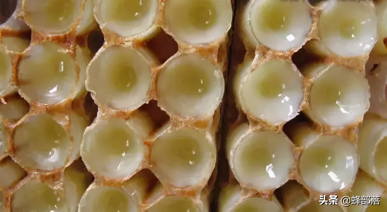 继蜂蜜出口受阻后，蜂王浆出口量也爆减，发生了啥？情况不容乐观