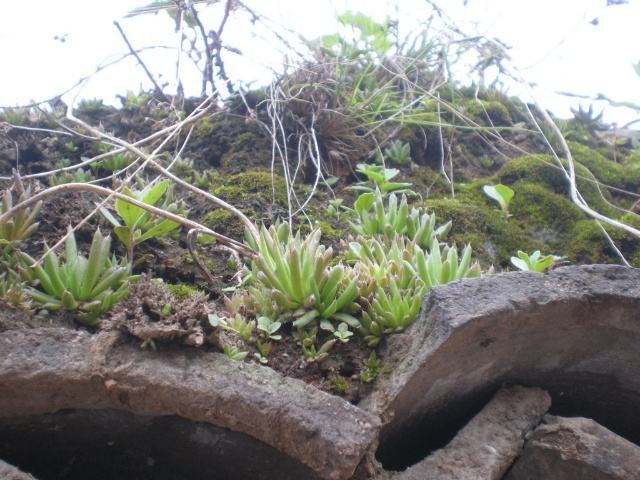 1种植物，叫“墙不倒”，能镇宅，是家中的房神