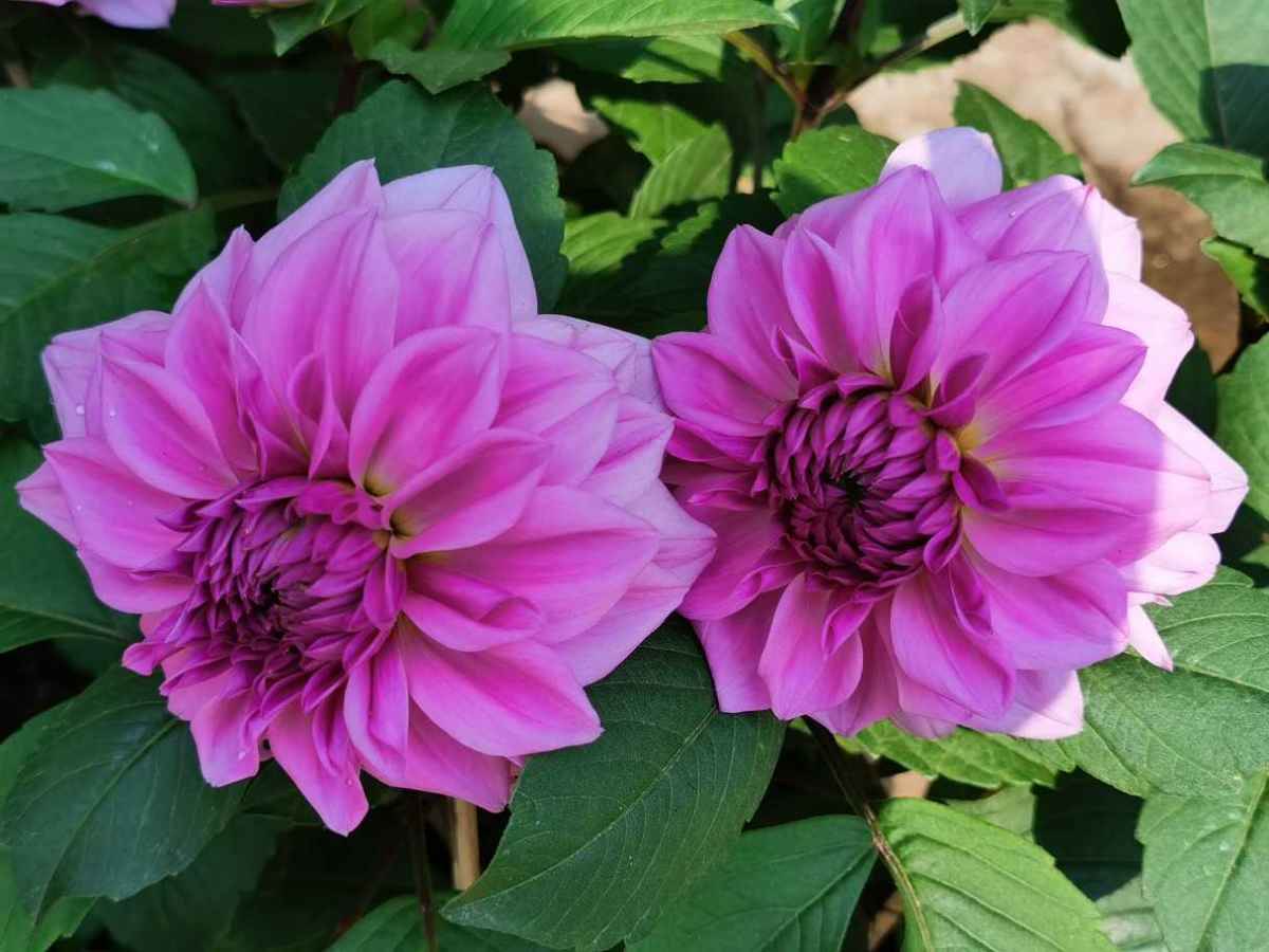 什么花耐热耐晒花期长(耐热又耐晒的9种花,越晒开花越多,夏天也不怕)