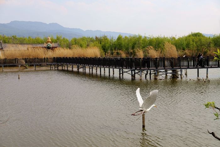 丽江拉市海，骑马走茶马古道，赏鸟走观湖长廊