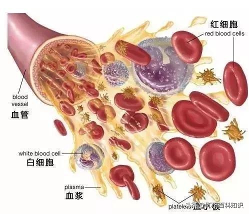宝宝的血常规报告要这么看，学会了你就是半个儿科医生！