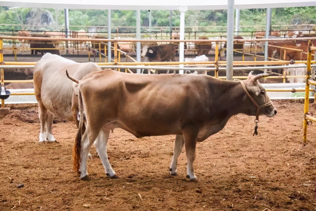 牛低温是什么原因怎么治?