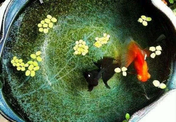 哪种金鱼生长速度最快，并且比较容易饲养？并不是草金鱼