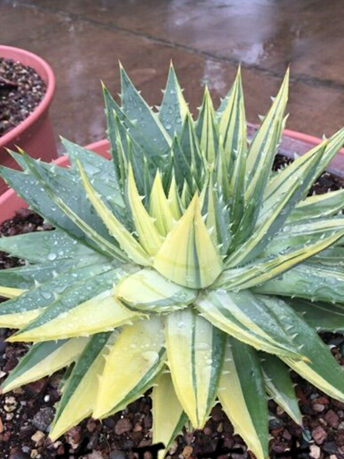 芦荟中的“女王”，价格不菲很少见，做好2点叶片肥厚“转圈圈”