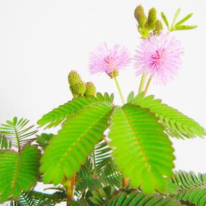 含羞草虽然很“害羞”,但是花叶超美,而且栽培方便,养护简单!