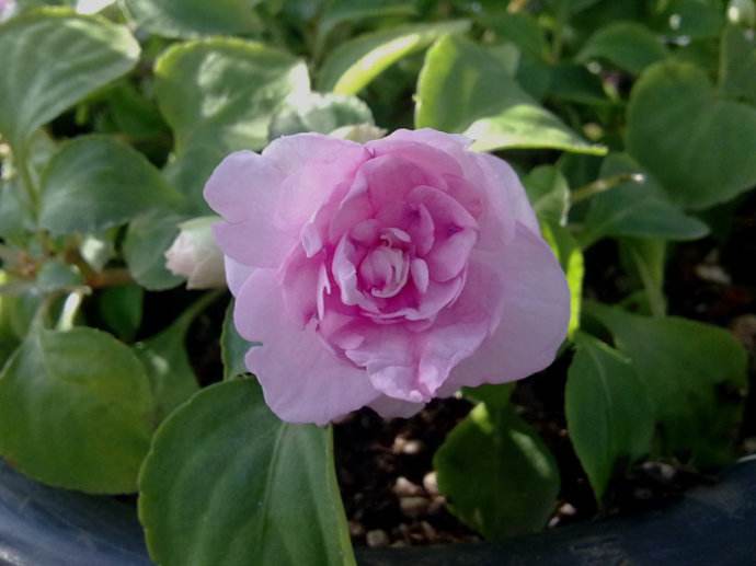 非洲鳳仙,非洲鳳仙花的養(yǎng)殖方法和注意事項