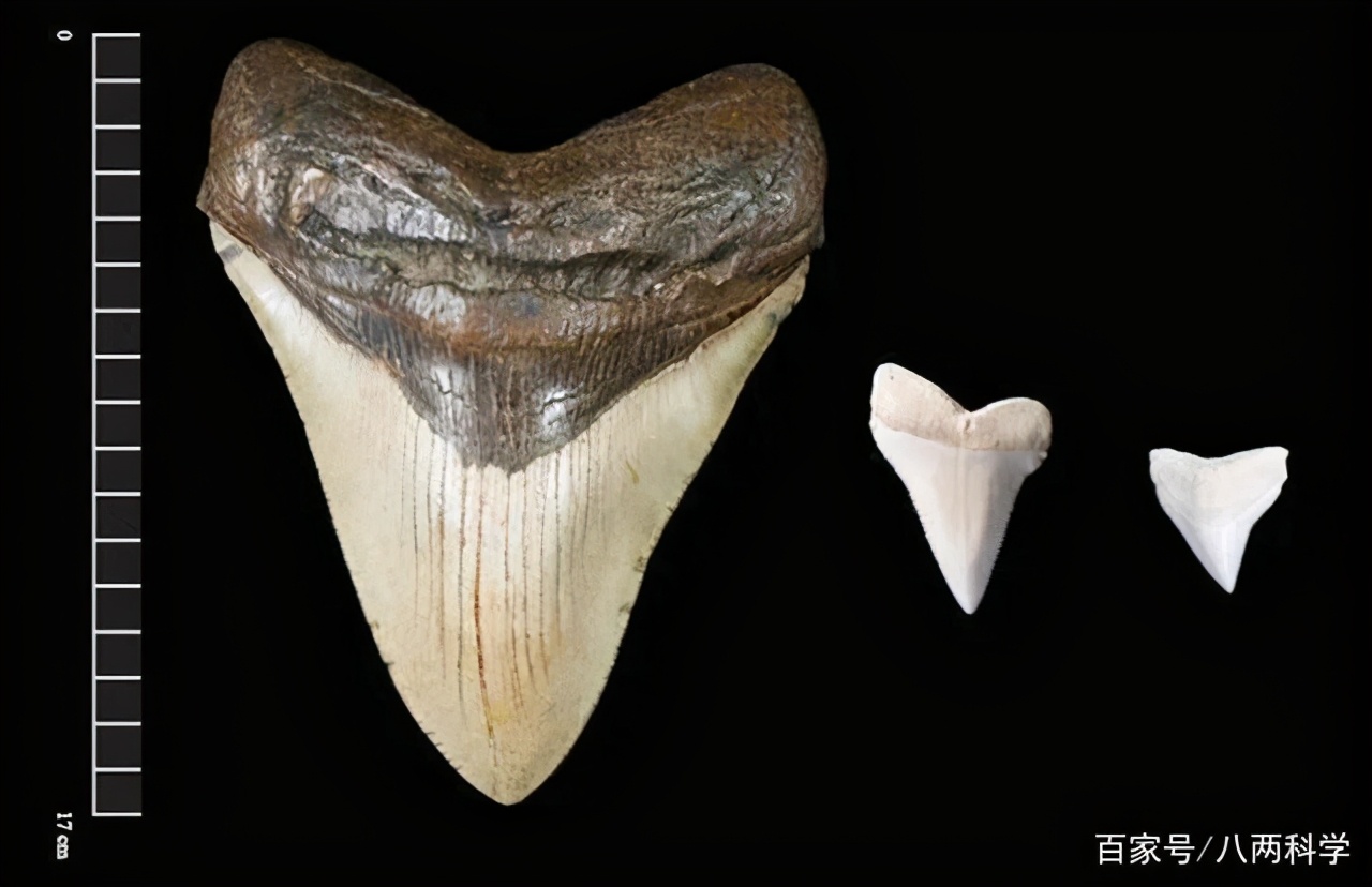 巨齿鲨从未灭绝?咬合力达18万牛的史前霸主,或躲在海洋最深处