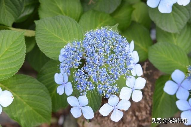 绣球花修剪时间与方法（一文教你彻底搞清楚绣球的分类）