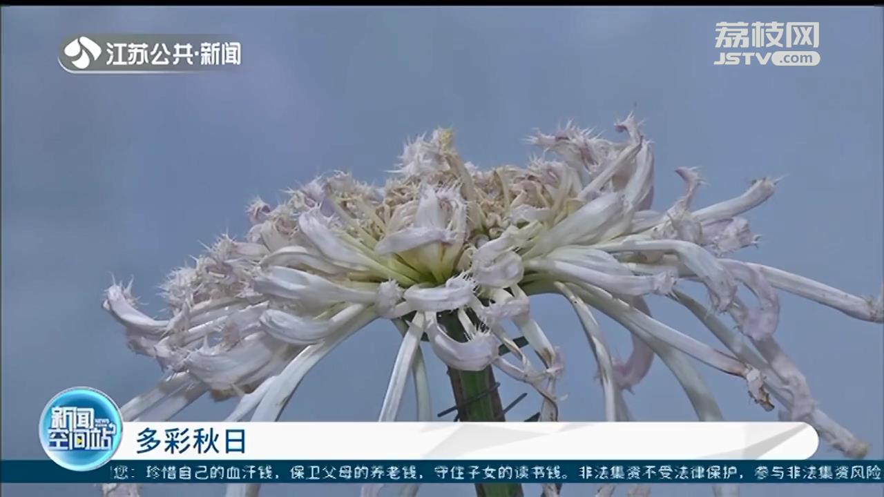 南京玄武湖：一朵菊花开出七种颜色 400种菊花等你来赏