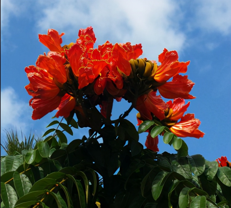风铃木花谢了 火焰树又开花了 你知道紫葳科还有哪些帅哥美眉 天天看点