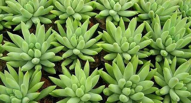 玉珠帘多肉怎么养经验分享专业回答