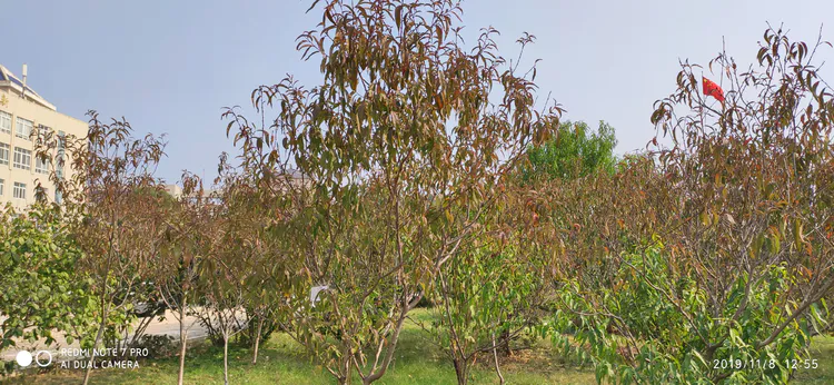 陪你一起看湖北省广水一中①——走进植物王国