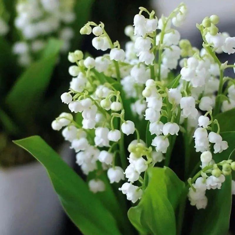 鈴蘭花圖片,鈴蘭花圖片 唯美