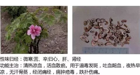 300个中草药图谱（附主治功效），知道一半就太牛了（上）