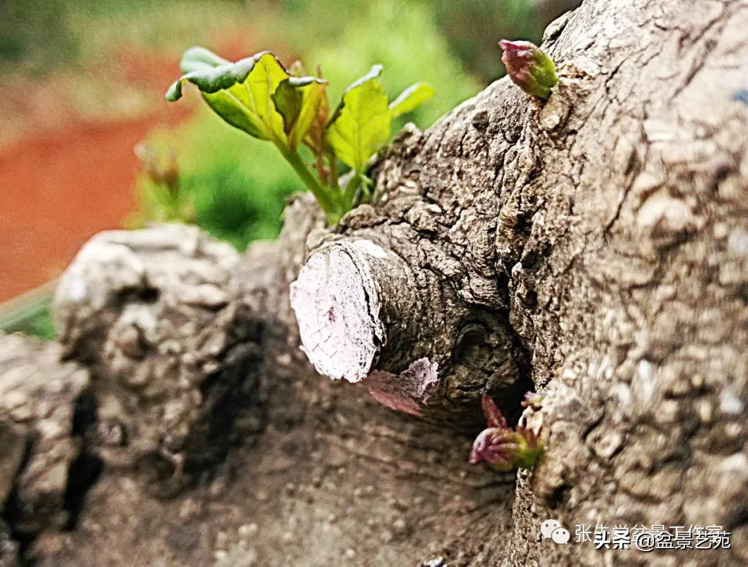 一棵朽木对节盆景桩的蜕变