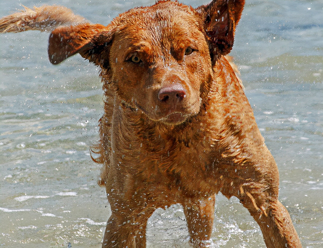 世界犬种智商排名榜前 30 名的聪明狗狗