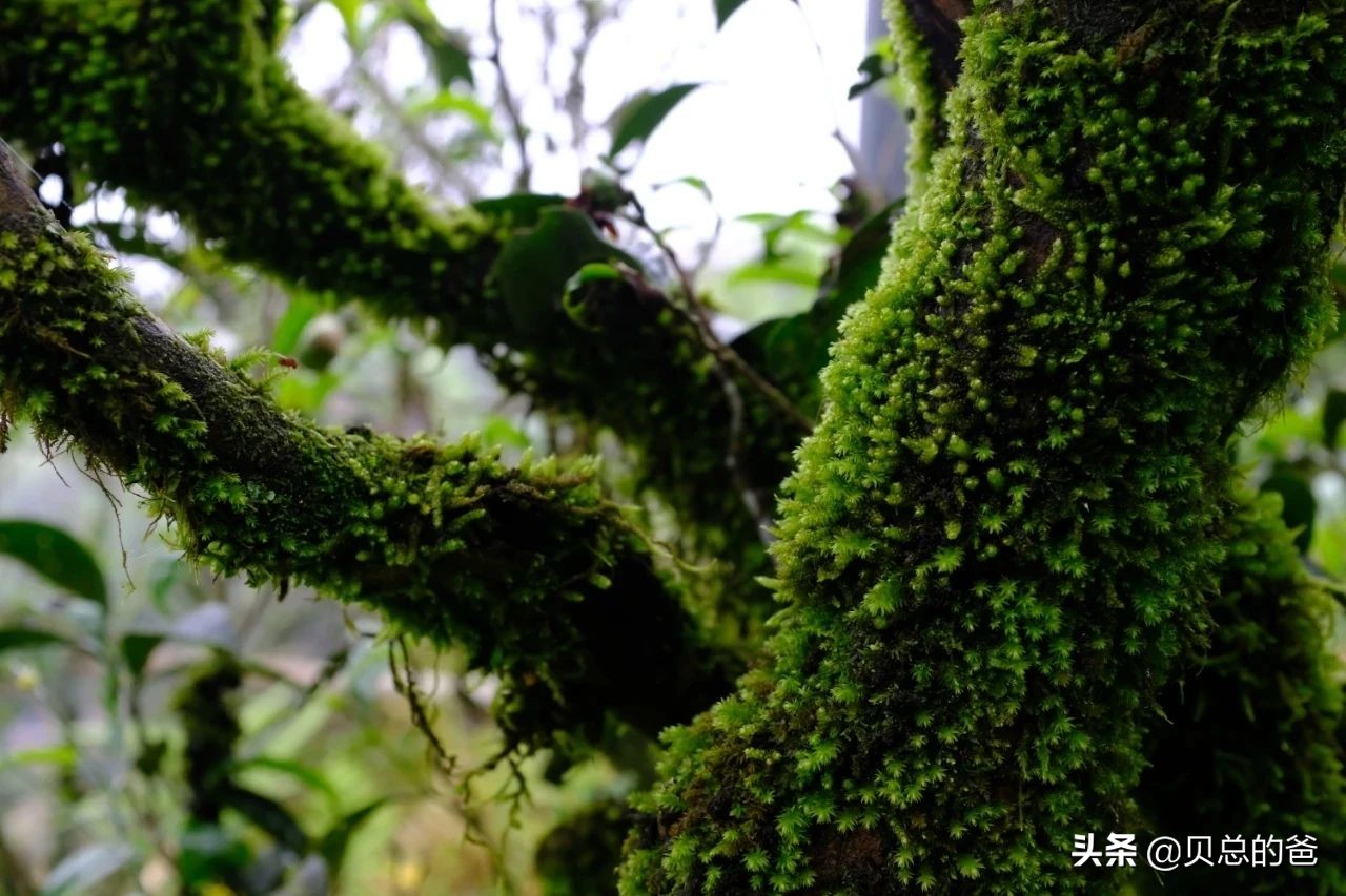 凤凰单丛与武夷岩茶的区别：单丛喝树龄，岩茶喝山场