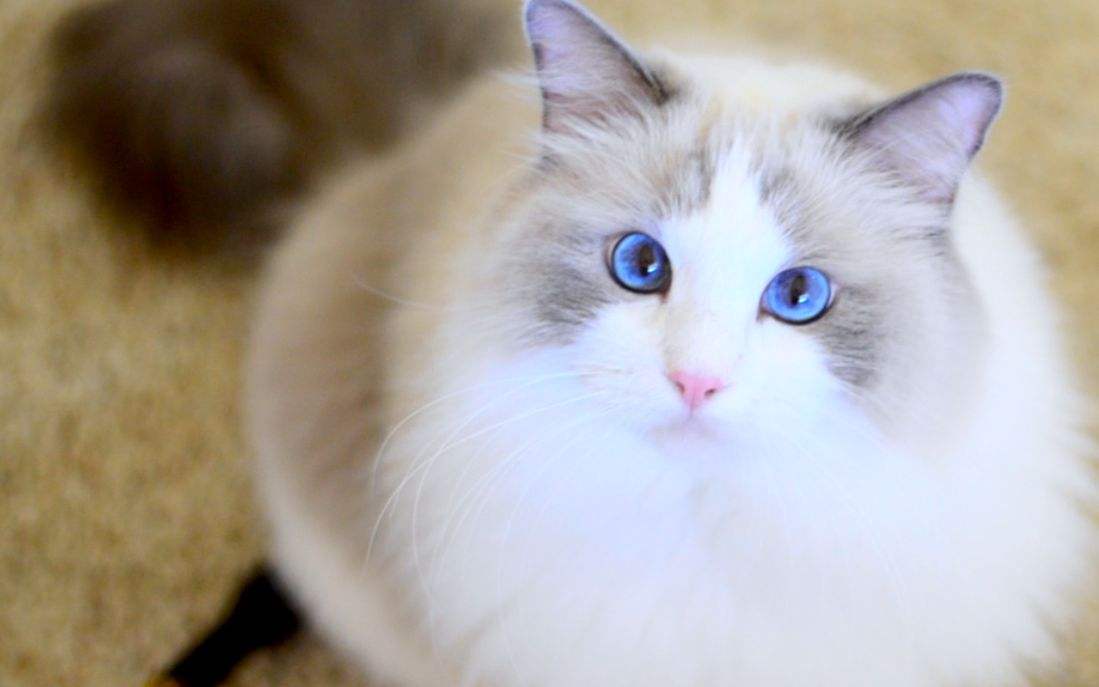 最好“养”的猫咪排名榜来了，第1名当之无愧