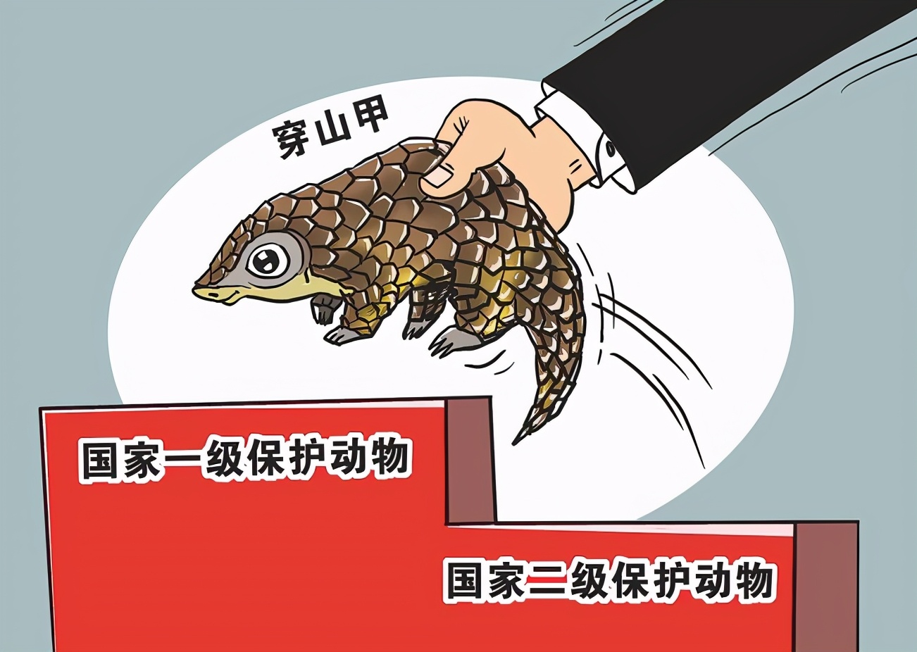 男子收购穿山甲鳞片治病，获刑3年6个月，为什么有人吃“指甲”？